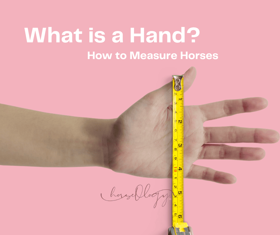 How to Measure Horses by the Hand