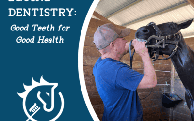 Equine Dentistry: Good Teeth for Good Health