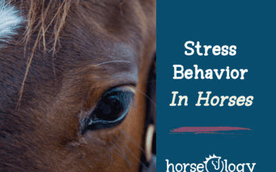 Stress Behaviors in Horses