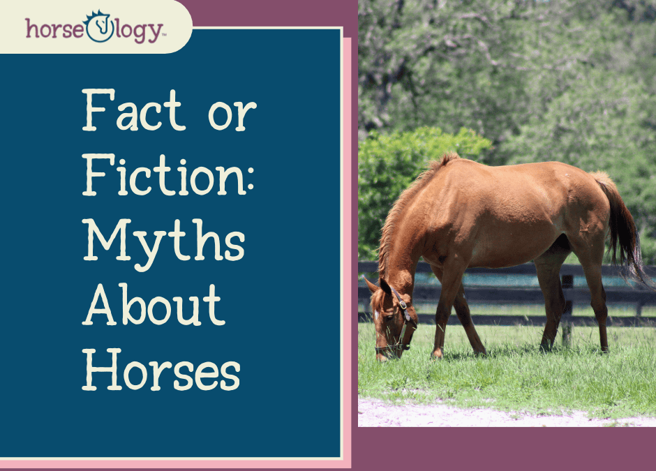 Fact or Fiction: Myths About Horses