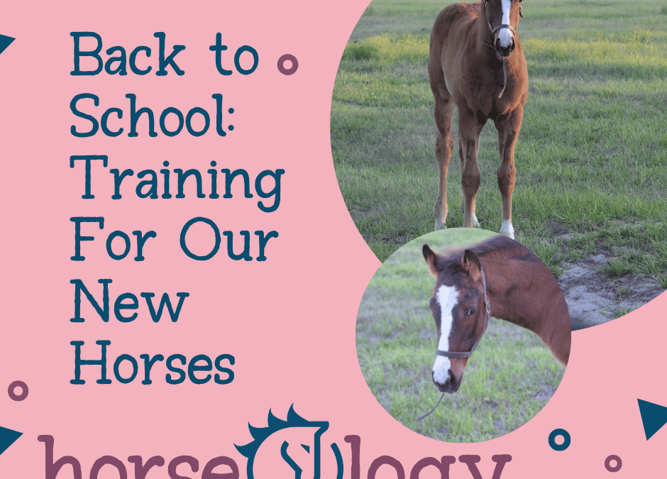 Back to School: Training for our New Horses