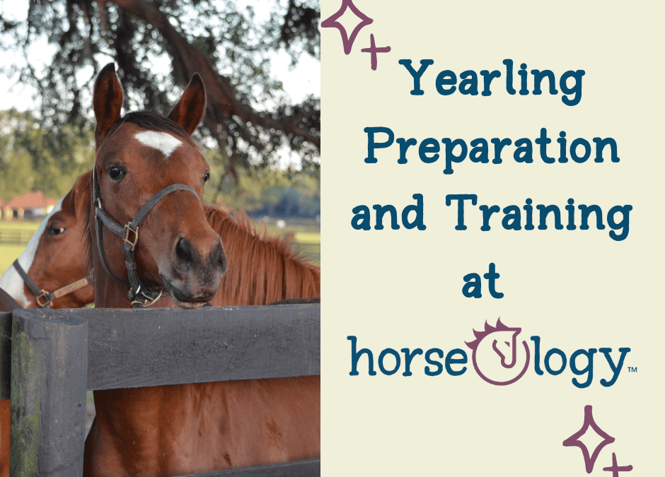 Yearling Preparation and Training at horseOlogy