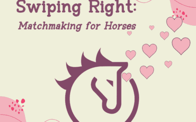 Swiping Right: Matchmaking for Horses