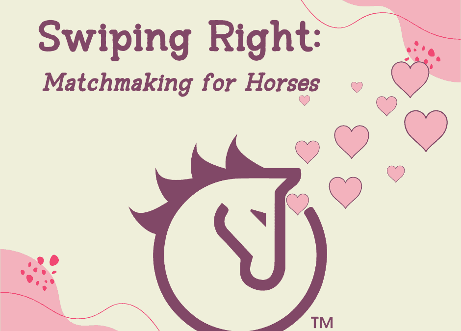 Swiping Right: Matchmaking for Horses
