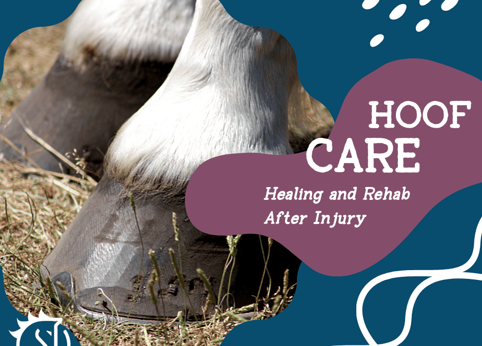 Hoof Care: Healing and Rehab after Hoof Injury