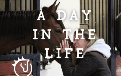 Guest Post: A Day in the Life of Betsy at horseOlogy