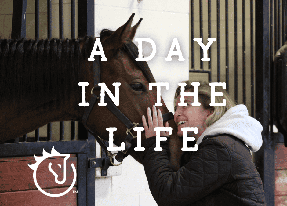 Guest Post: A Day in the Life of Betsy at horseOlogy