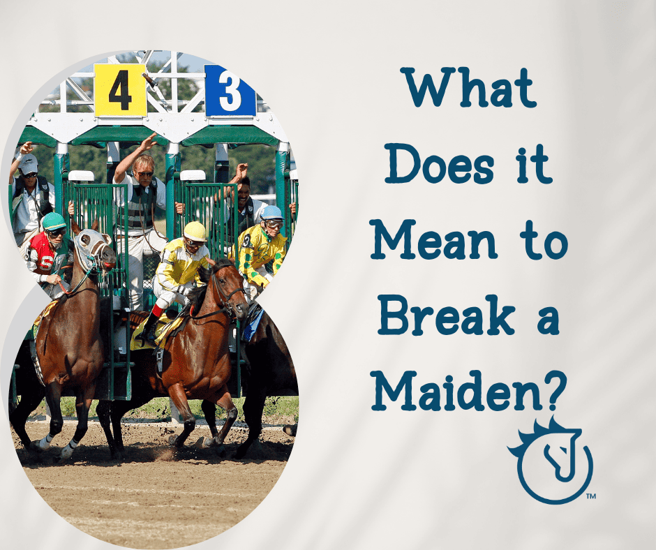horseOlogy 101 What Does it Mean to Break a Maiden?