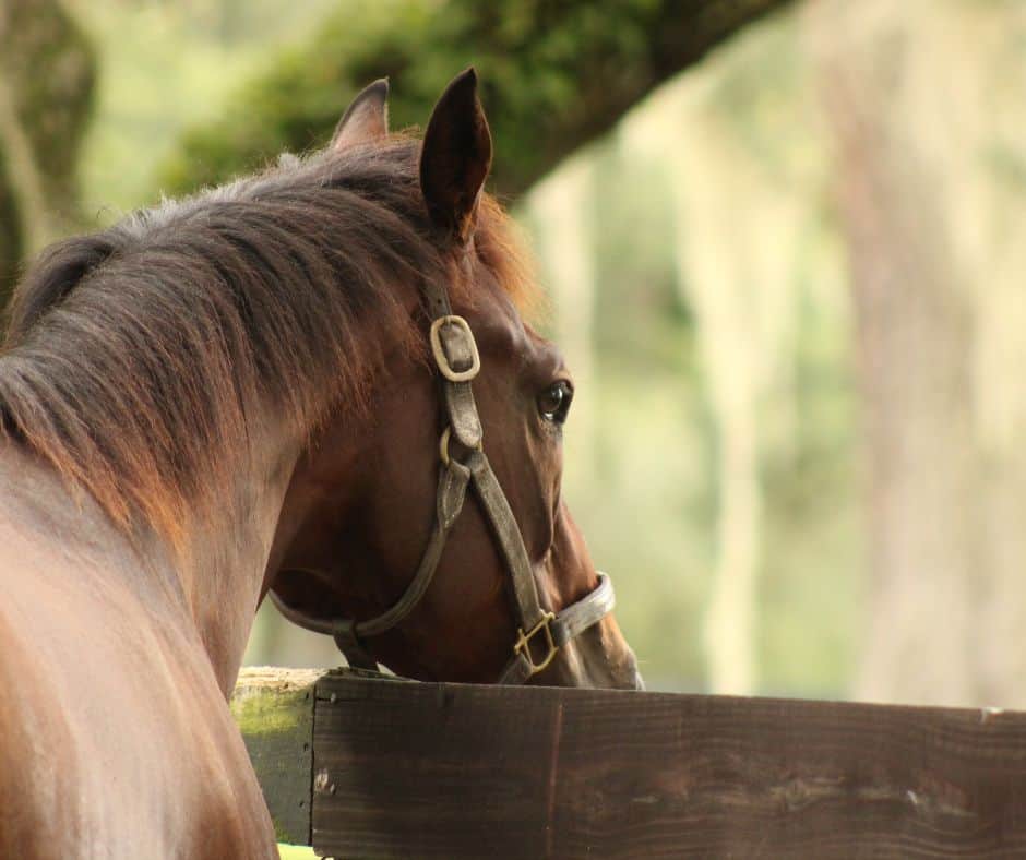 Thoroughbred relaxing in turnout paddock at horseOlogy’s Ocala farm