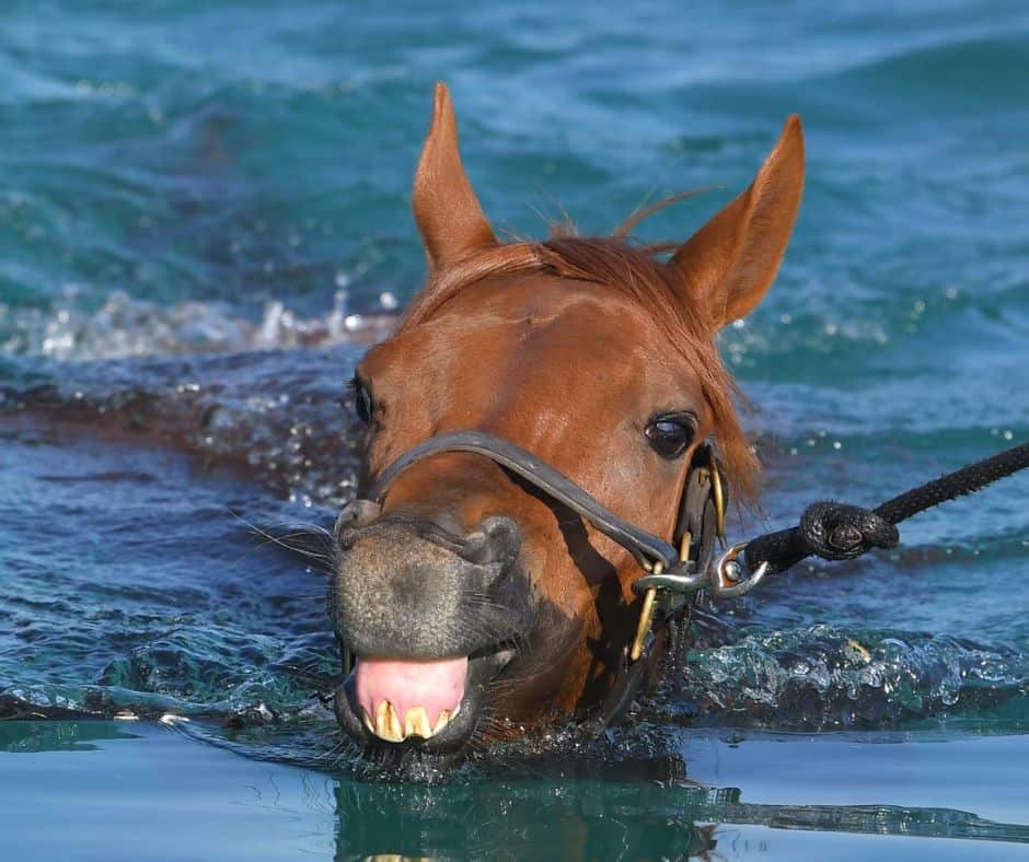 Thoroughbred swimming as part of equine conditioning and rehabilitation at horseOlogy