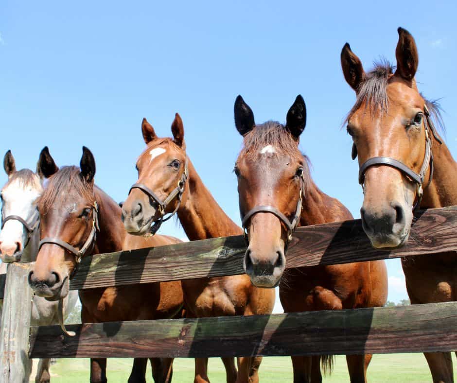 Group of Thoroughbreds standing at a wooden fence at horseOlogy’s Ocala farm