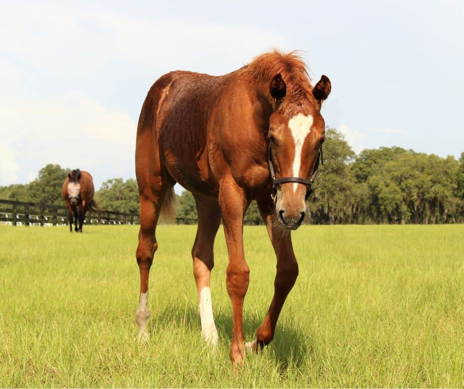 Young foal standing close to its mare in turnout paddock at horseOlogy’s farm.