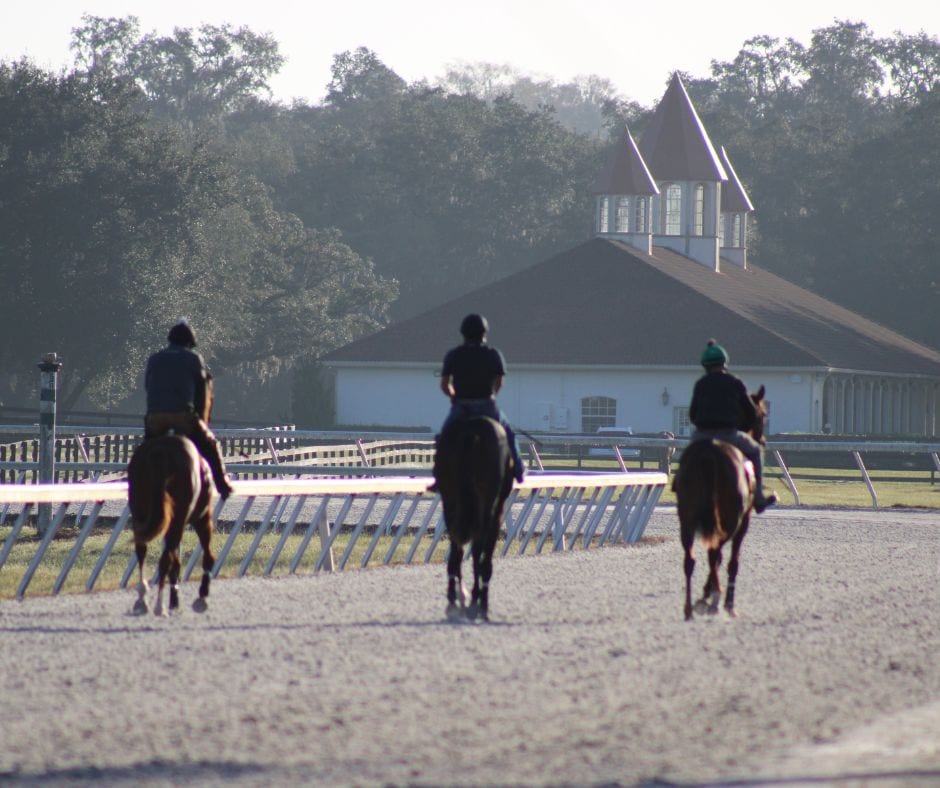 Thoroughbreds training on the Ocala track at sunrise at horseOlogy’s farm