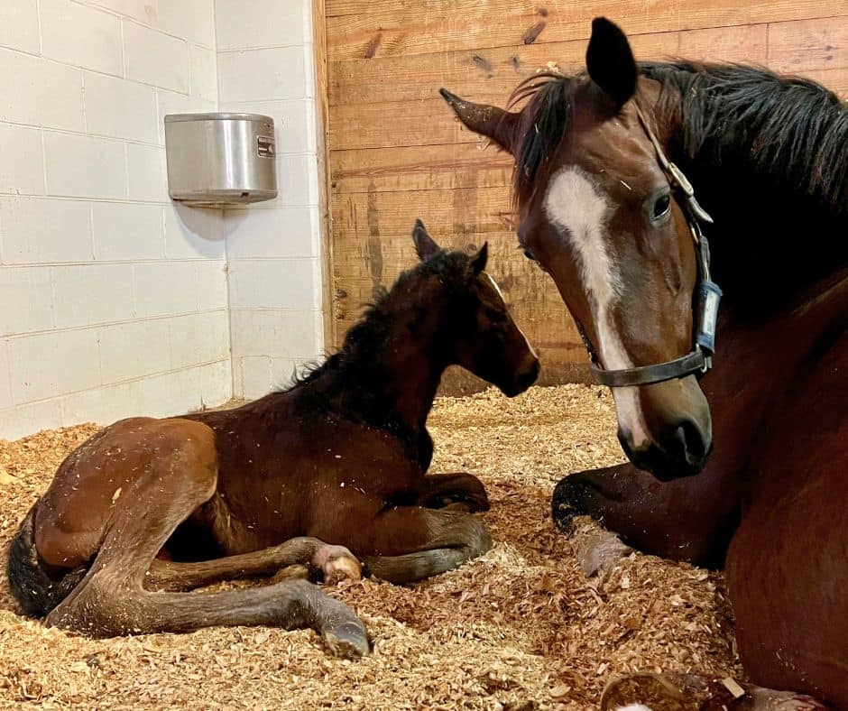 Mare resting with her newborn foal in a foaling stall at horseOlogy’s boutique broodmare facility.