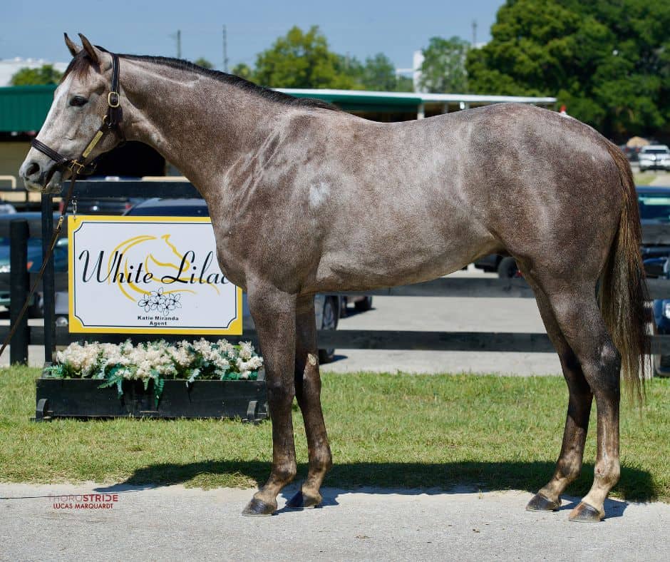 A gray/roan Thoroughbred named Let’s Get Weird standing at a sales venue, promoted by horseOlogy as an available racehorse investment opportunity.