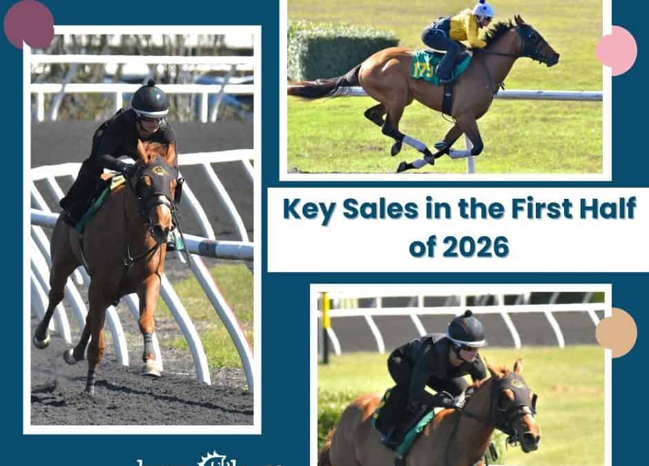Two-year-olds in training during early 2026 Thoroughbred sales preparation at horseOlogy