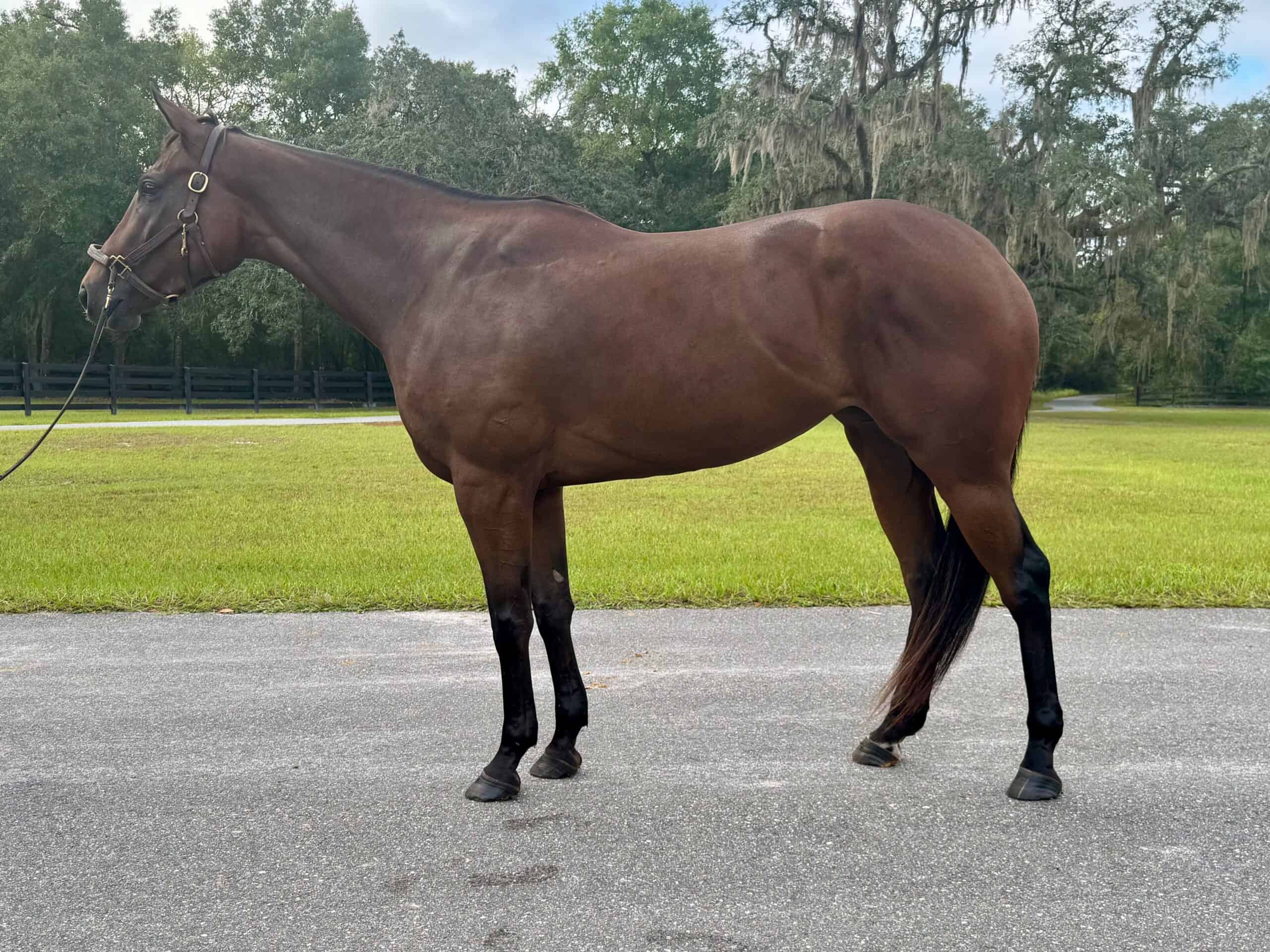 Bay Thoroughbred mare Twirling Laughter standing quietly at horseOlogy Encore, available for adoption