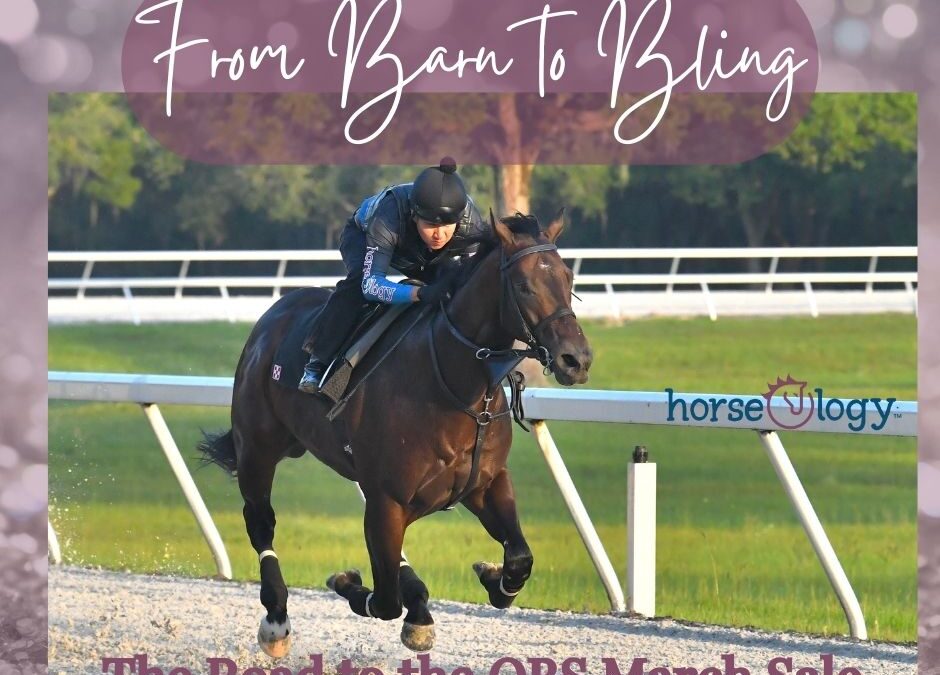 From Barn to Bling: Preparing 2-Year-Olds for the OBS March Sale