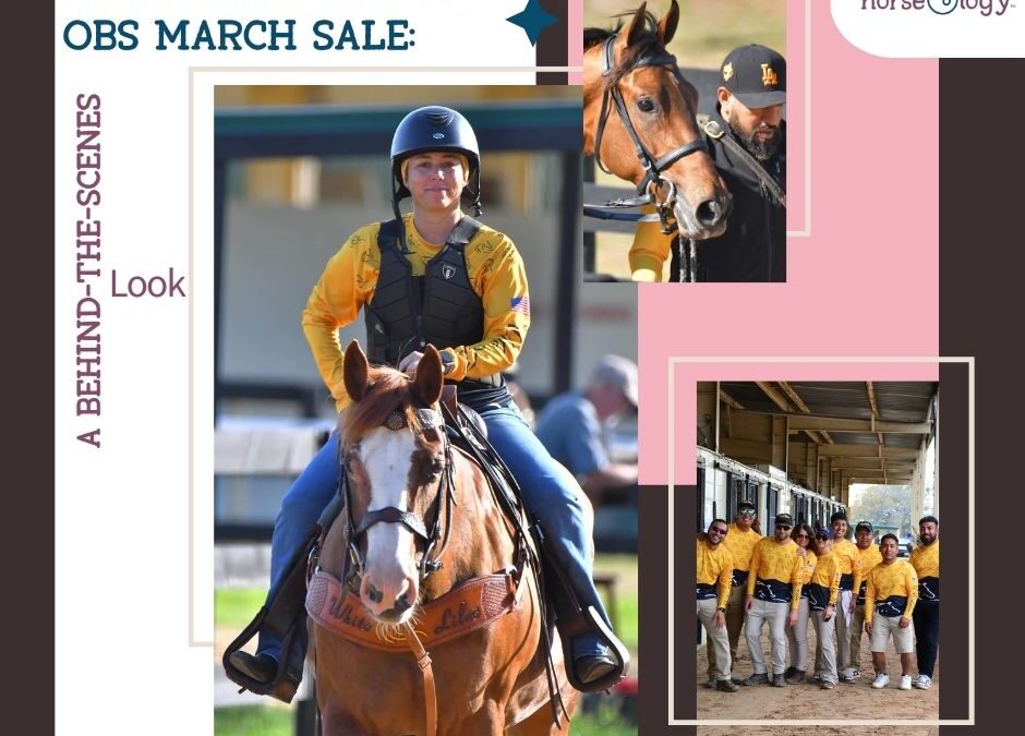 Understanding the OBS March Sale