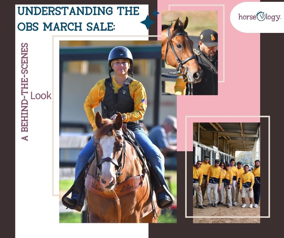 Under-tack show at the OBS March Sale featuring 2-year-old Thoroughbreds in training