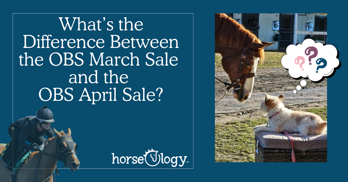 OBS March vs April Sale: What’s the Difference? OBS March Sale and April Sale comparison at Ocala Breeders' Sales in Florida