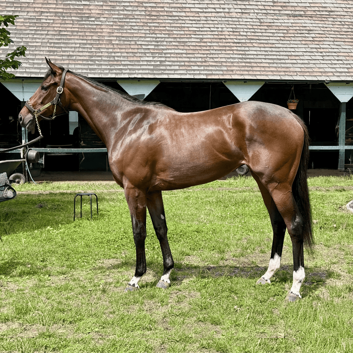 2024 f. by Greatest Honour o/o Lilikoi