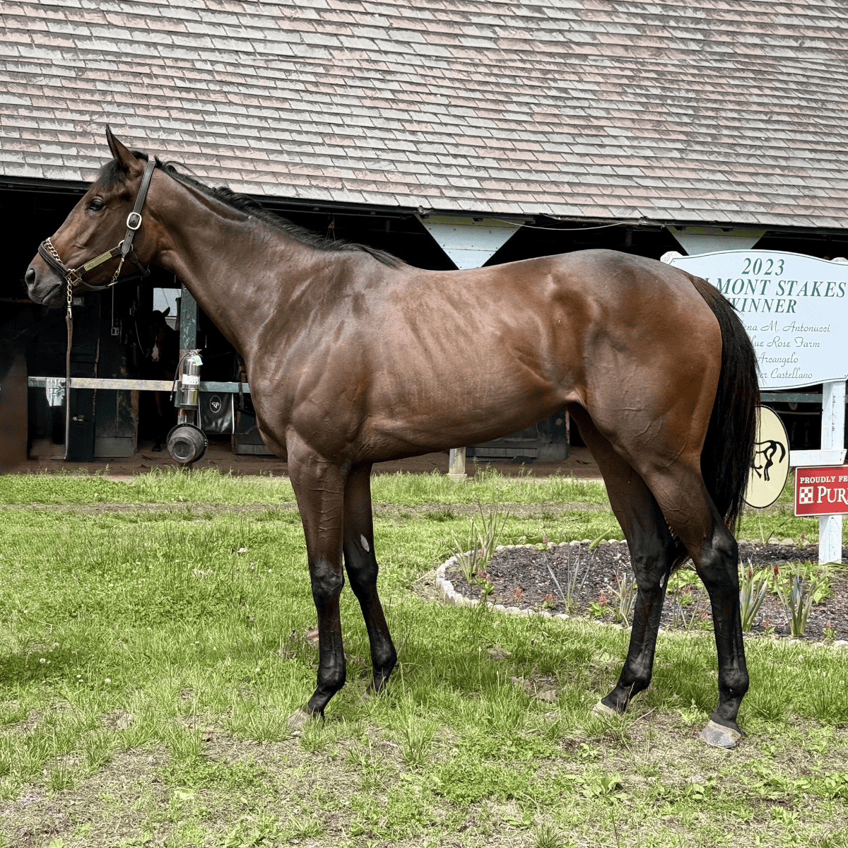 Pearl Heist 24 has graduated from her training in Ocala with horseOlogy and is currently in Saratoga in training with Jena Antonucci Racing