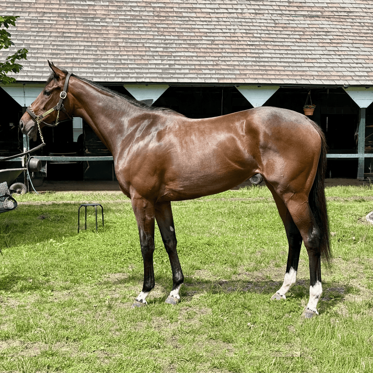 Ms. Liu - horseOlogy