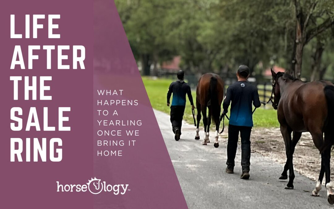 Life After the Sale Ring: A Yearling’s Journey Home