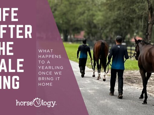 Protected: Life After the Sale Ring: A Yearling’s Journey Home Protected: Life After the Sale Ring: A Yearling’s Journey Home