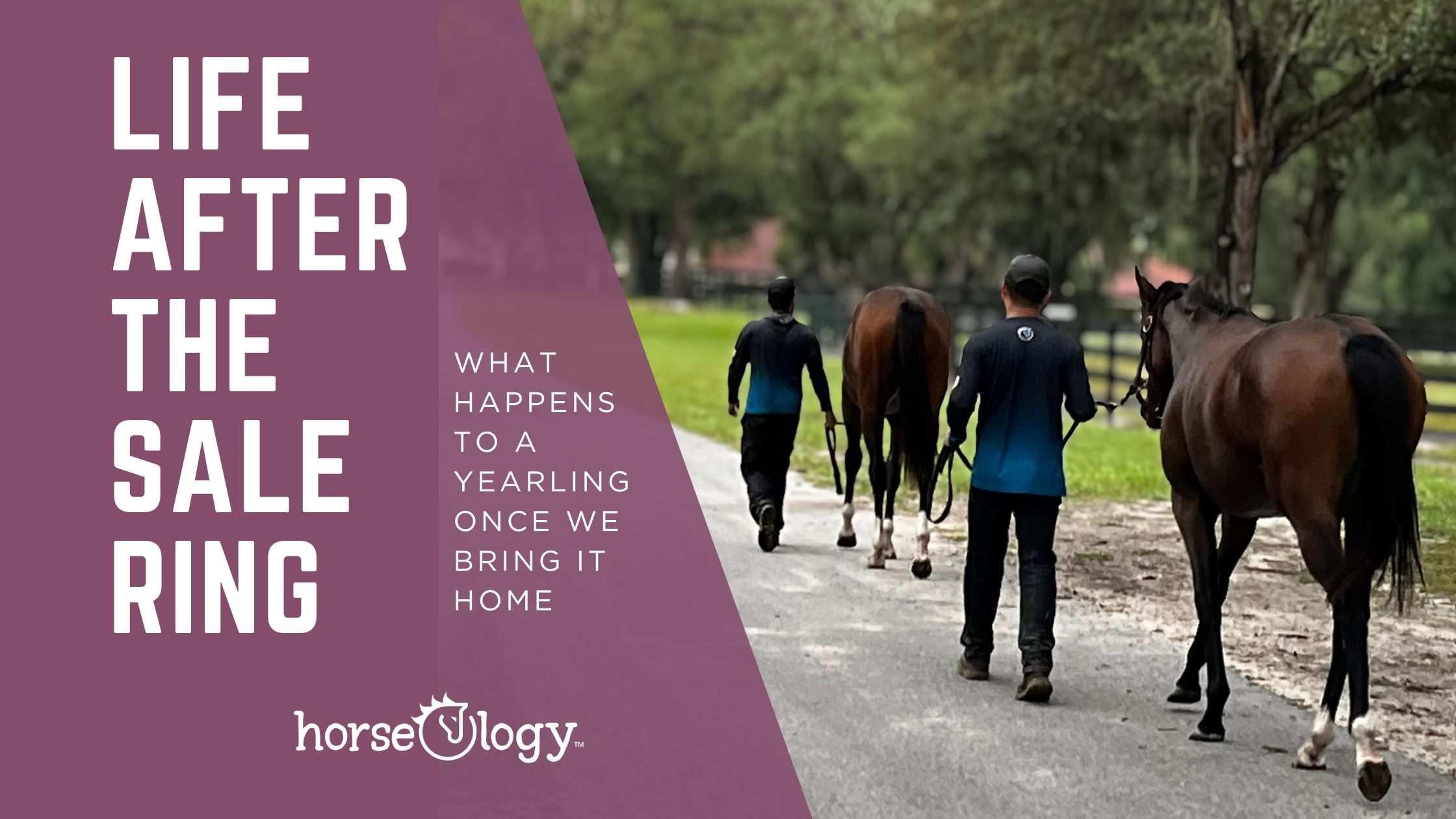 Two horseOlogy team members hand-walking yearlings down a tree-lined farm path in Ocala, Florida