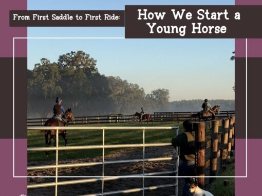 Protected: From First Saddle to First Ride: How We Start a Young Horse