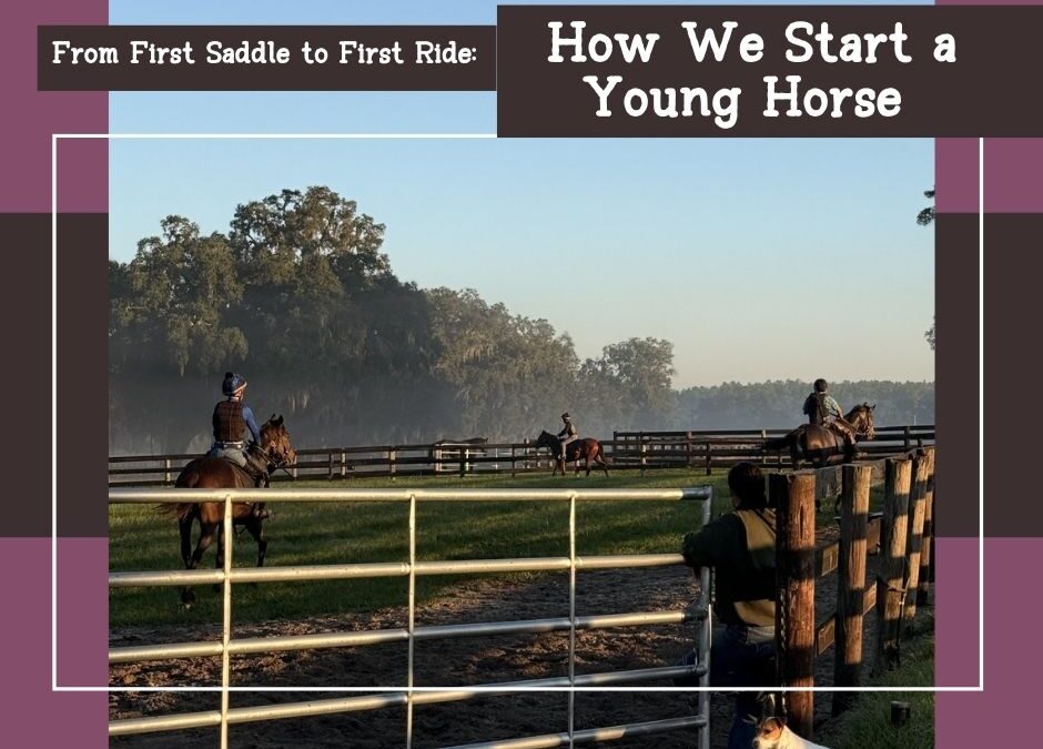 From First Saddle to First Ride: How We Start a Young Horse