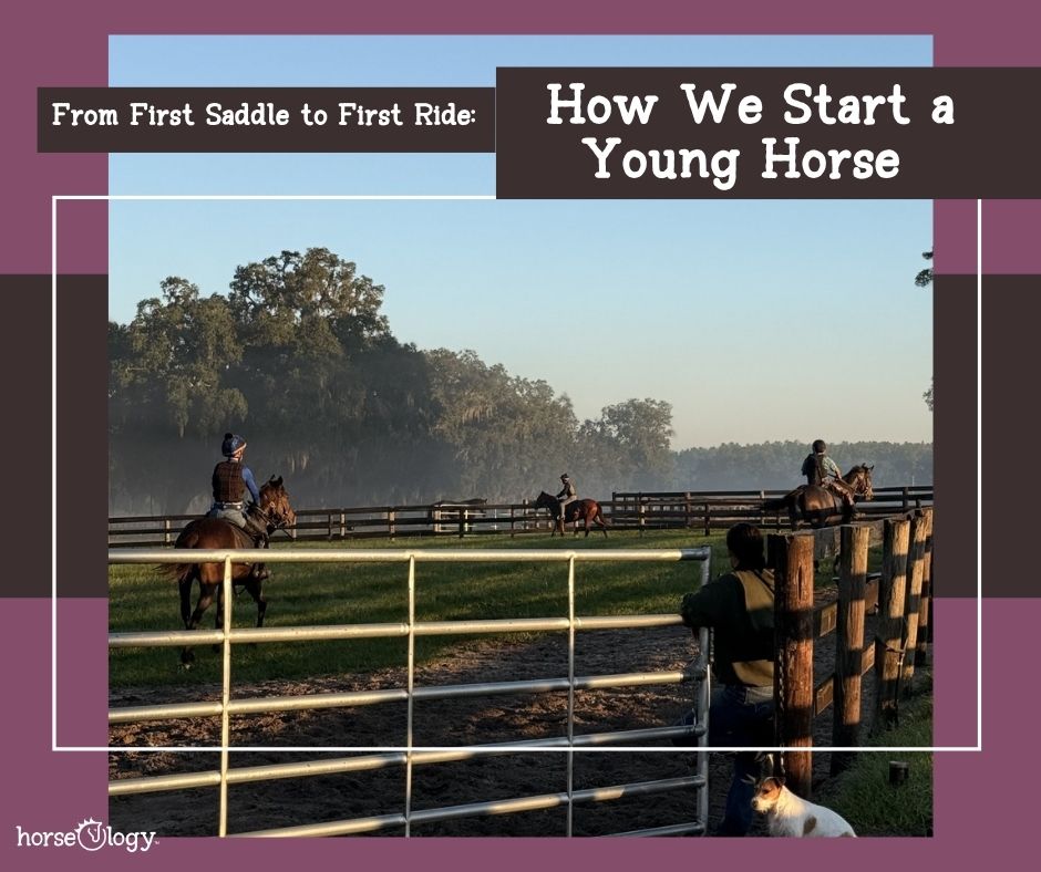 From First Saddle to First Ride: How We Start a Young Horse