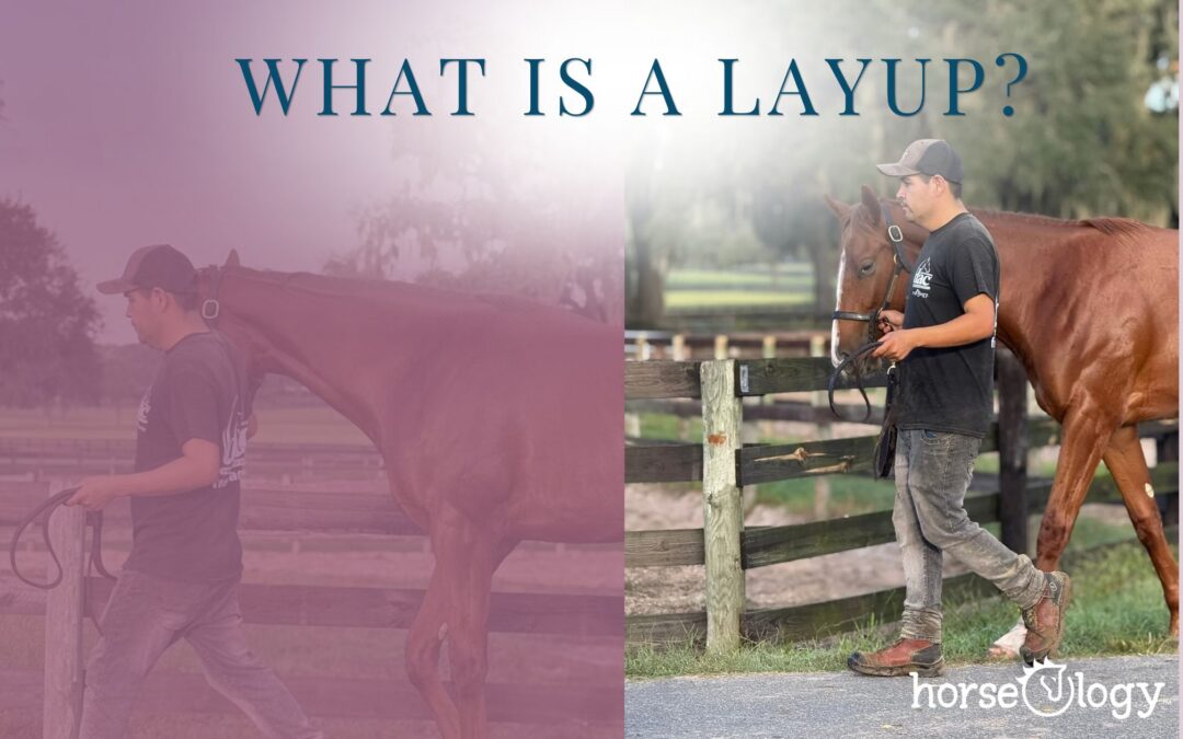 What Is a Layup?”: a horseOlogy groom hand-walks a chestnut Thoroughbred along the paddock fence at our Ocala farm