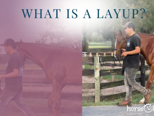 Horse Layup: Why Racehorses Need a Break Horse Layup: Why Racehorses Need a Break