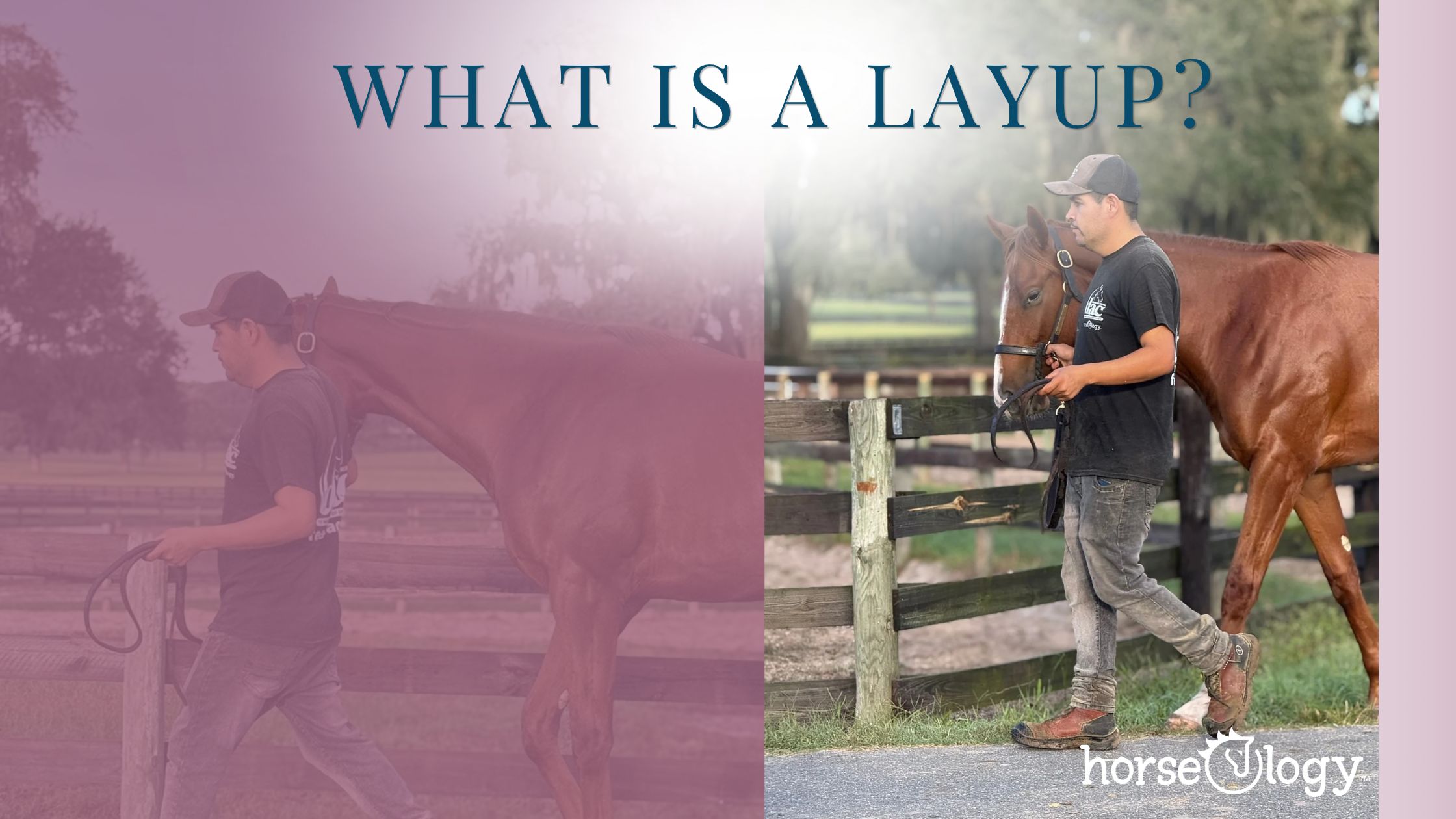 What Is a Layup?”: a horseOlogy groom hand-walks a chestnut Thoroughbred along the paddock fence at our Ocala farm